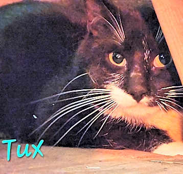 Photo of Tux