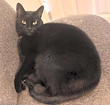 Photo of Piper