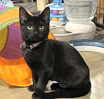 Photo of Cider (BONDED PAIR)