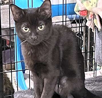 Photo of Cobbler (BONDED PAIR)