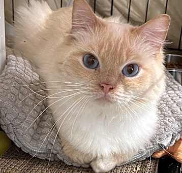 Photo of Sandman