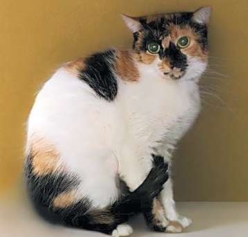 Photo of CALI