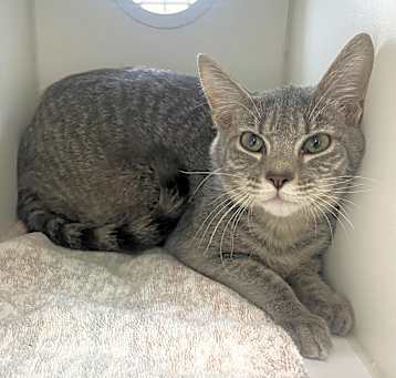 Photo of Minnie ~ Sponsored Adoption Fee!