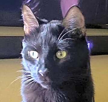 Photo of Stephanie's Coal