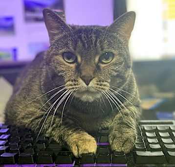 Photo of Olive