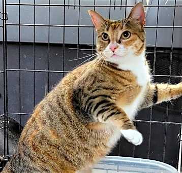 Photo of Tink