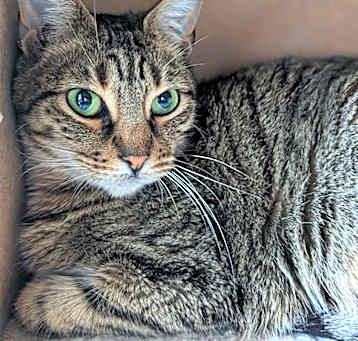 Photo of Tigger