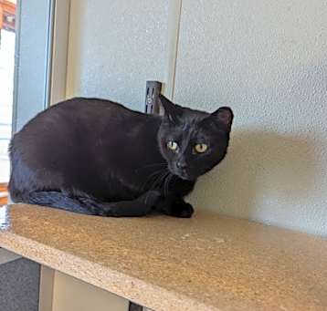 Photo of Ember