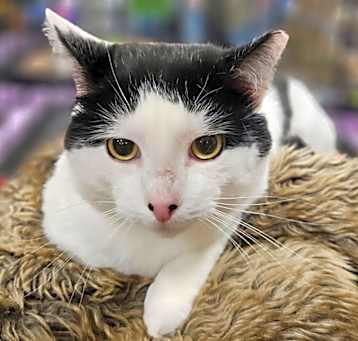 Photo of Buddy
