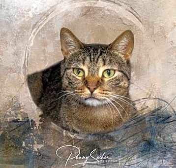 Photo of Tonto