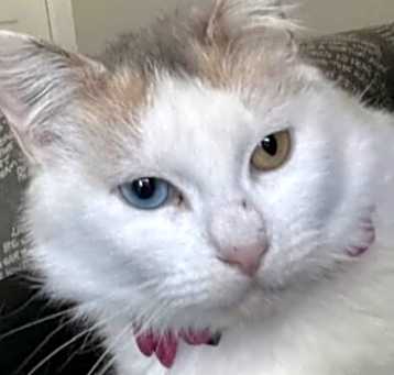 Photo of Amira