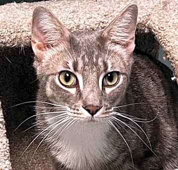 Photo of Electra