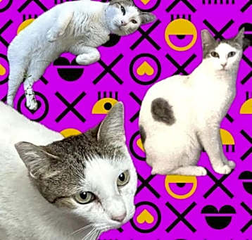 Photo of Tinker