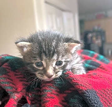 Photo of Beans