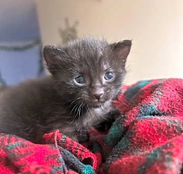 Photo of Binx