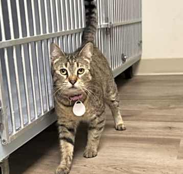 Photo of Tigerstar