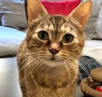 Photo of Nala