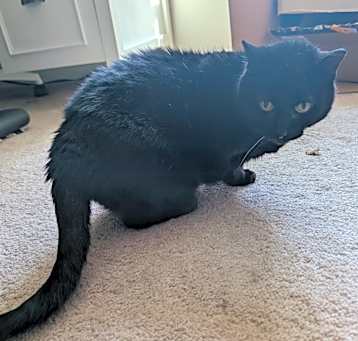 Photo of Kitty