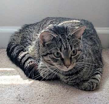 Photo of Cat