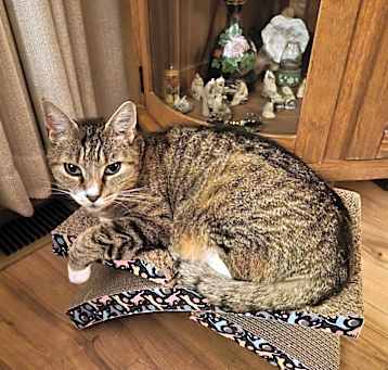 Photo of Snickers