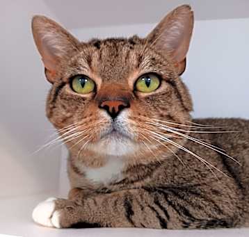Photo of Mooch