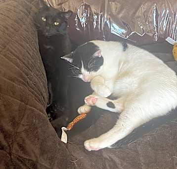 Photo of Hanzo & Genji