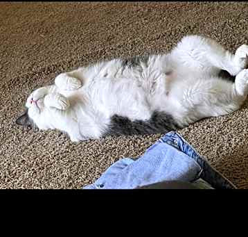 Photo of Luna
