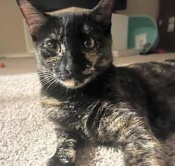 Photo of Indigo