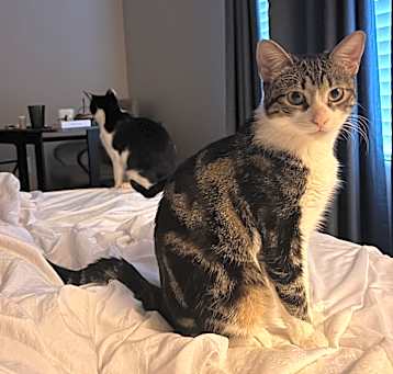 Photo of Mochi
