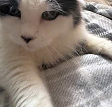 Photo of Maxi