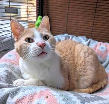 Photo of Coco