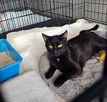 Photo of Ebony