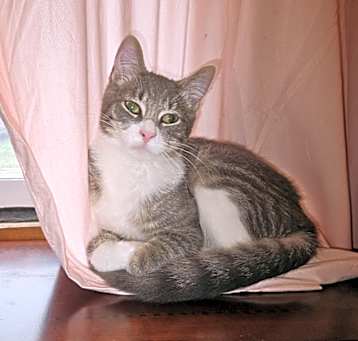 Photo of Zorro