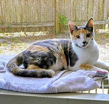 Photo of Athena