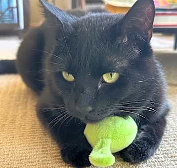Photo of Sawyer