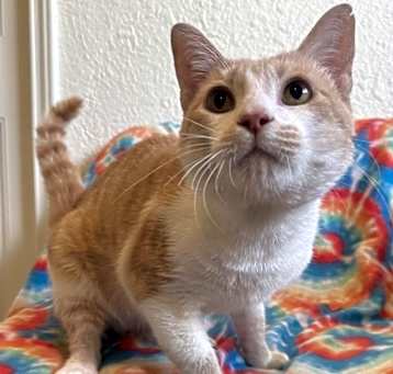 Photo of Cheerio