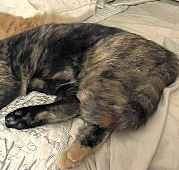 Photo of Ms Torti