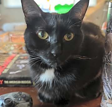Photo of Olive