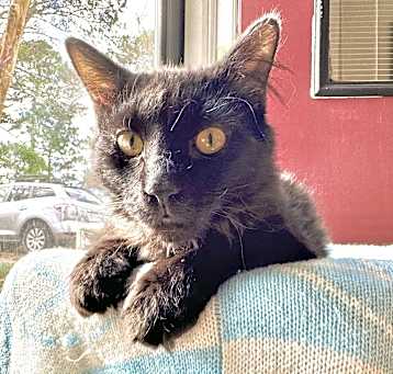 Photo of Flint