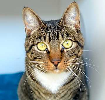 Photo of Mittens