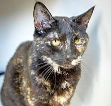 Photo of Whiska