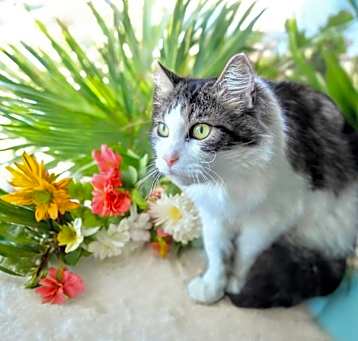 Photo of Kami