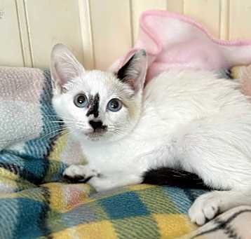 Photo of Shania (blue eyed Siamese baby