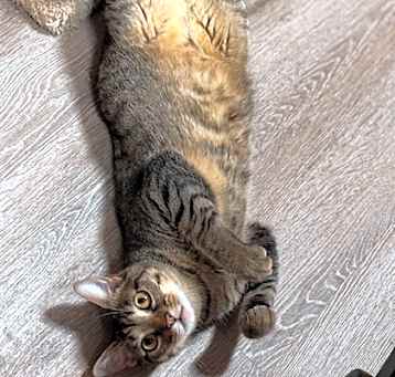 Photo of Buddy