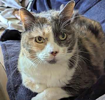 Photo of Peaches
