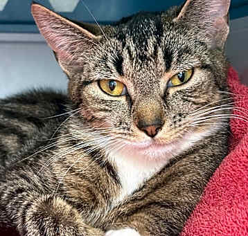 Photo of Kitty