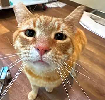 Photo of Melon