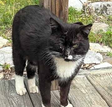 Photo of Sylvester (25-1750)