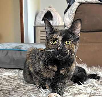 Photo of Moxie