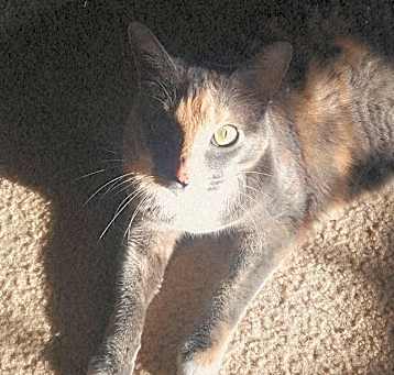Photo of Sparta
